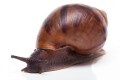 Achatina achatina achatina Nigeria typ 2 juvenil